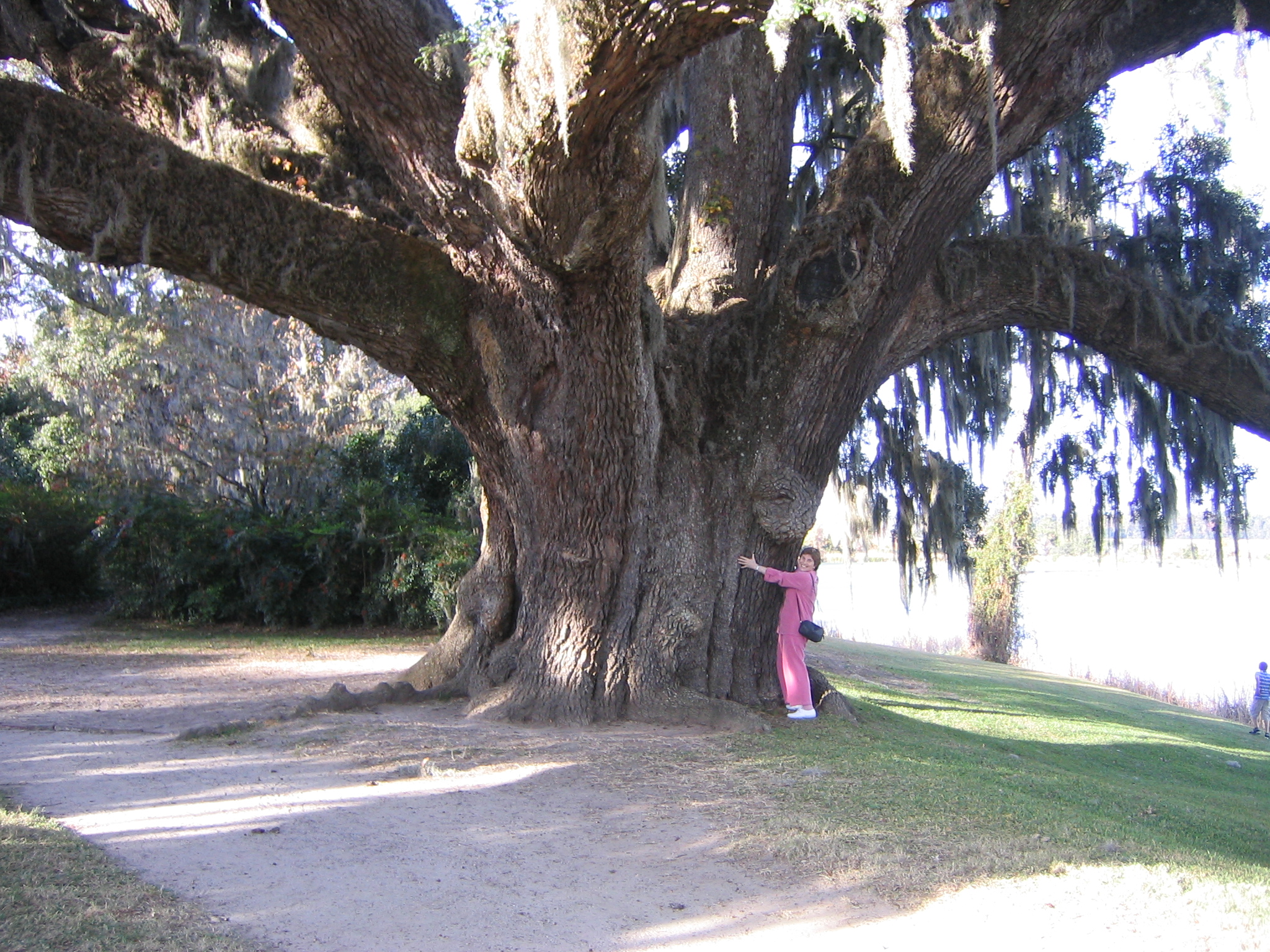 [Image: plantation-01.JPG]